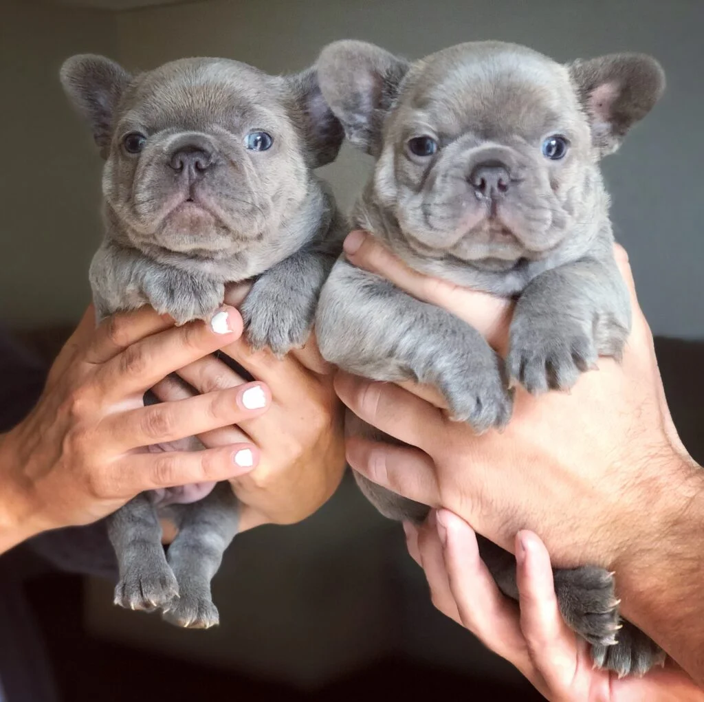 French Bulldog puppies 3 bij Engel Pups